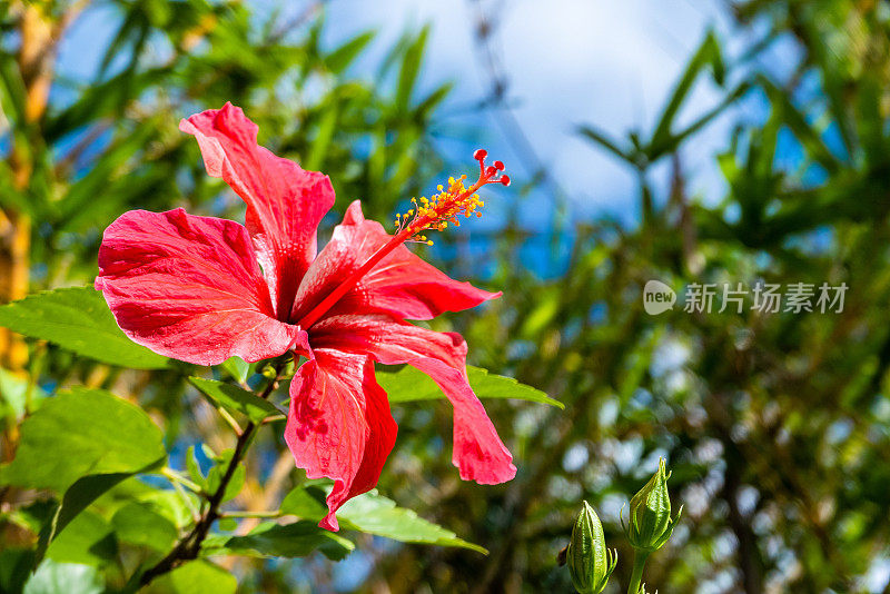 芙蓉(Hibiscus rosa-sinensis L.)俗称“鞋花”或“热带花皇后”夏威夷芙蓉